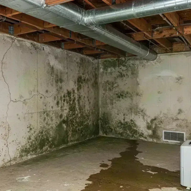 Professional Mold Removal in Ingram, TX